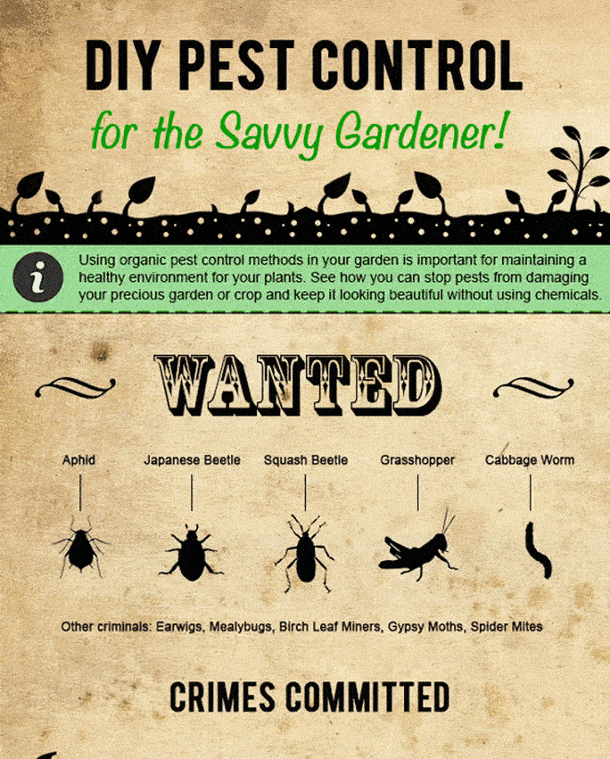 seo case study infographic